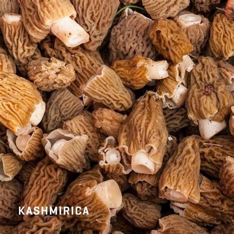 kashmiri gucci price|gucchi mushrooms kashmir.